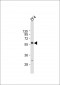 (DANRE) ric8b Antibody (C-term)